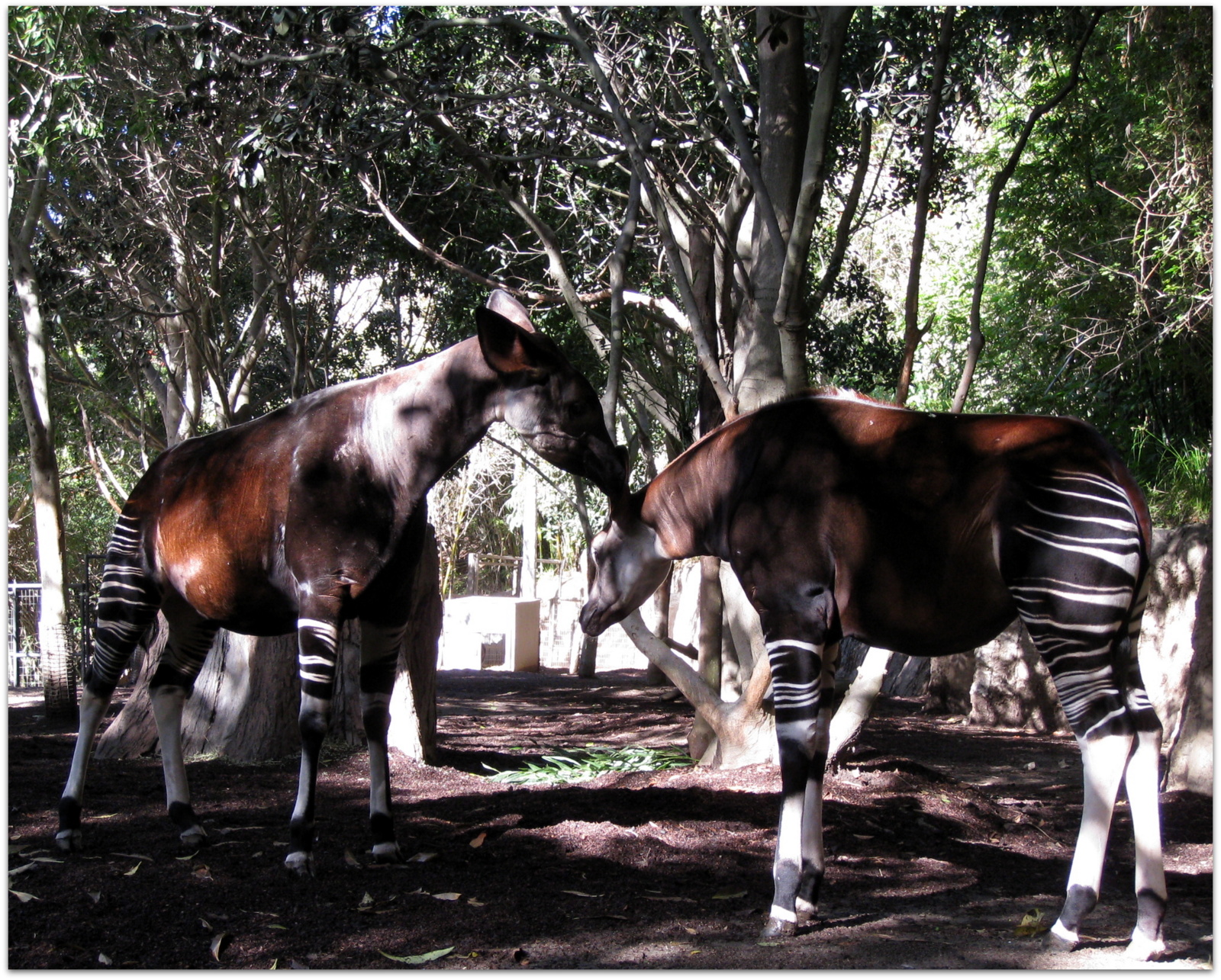 Murrieta 365: Okapi