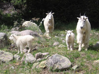 Three generations of mountain goats along the trail up to Chicago Basin