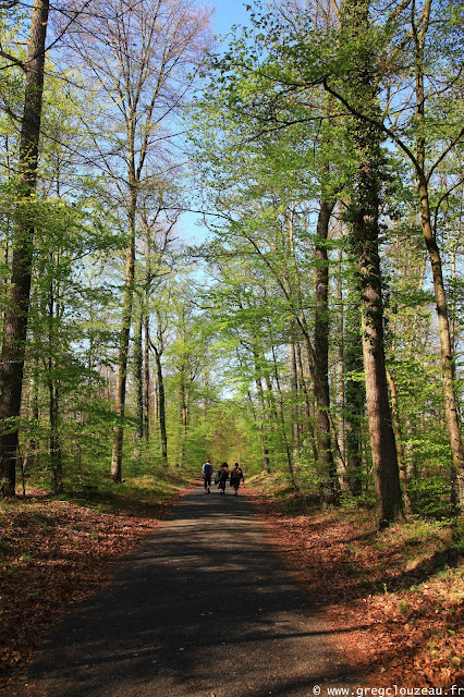 Route du Calvaire, Forêt de Fontainebleau