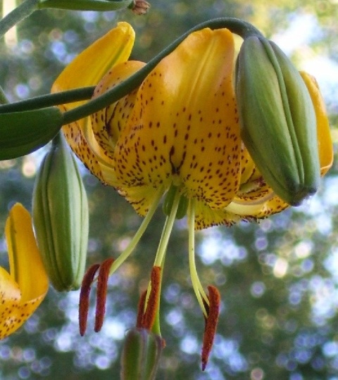 Лилия приятная форма жёлтая (Lilium amabile f. luteum)