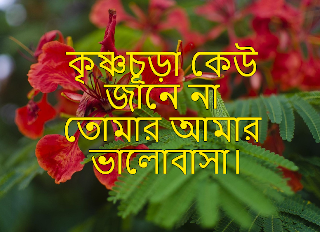 কৃষ্ণচূড়া নিয়ে ক্যাপশন