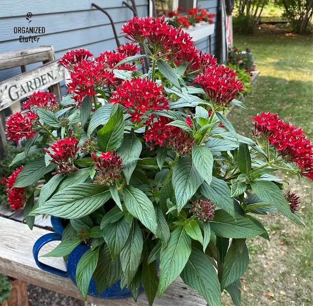 Photo of a red penta.