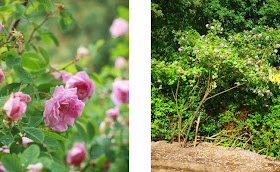 Hurdalrose bliver til stort og rigtblomstrende rosentræ i haven