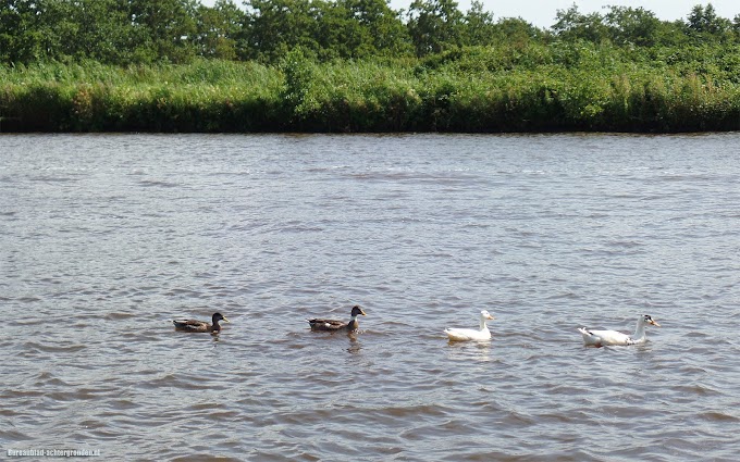 Alle eendjes zwemmen in het water