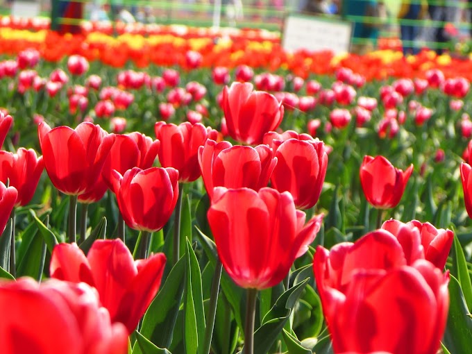 Tulip Garden (Srinagar India) [Indira Gandhi Memorial Tulip Garden] टुलिप गार्डन श्रीनगर कश्मीर- Short Stories of India