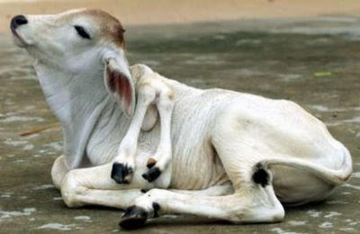 weird cow, 6 legged cow, weird animal facts