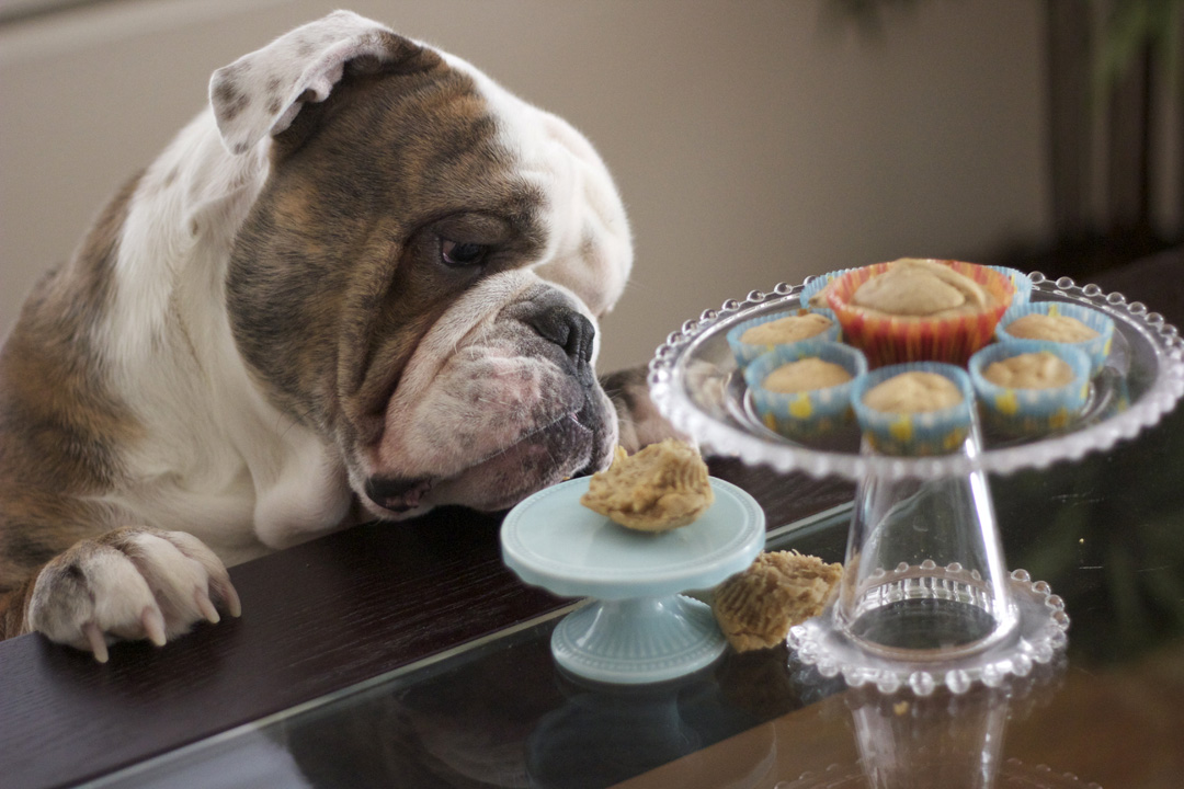 Doggie Cupcake Recipes