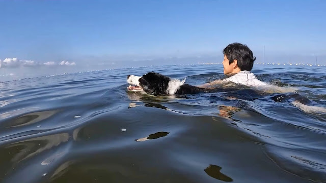 保護犬 ボーダーコリー トーマ