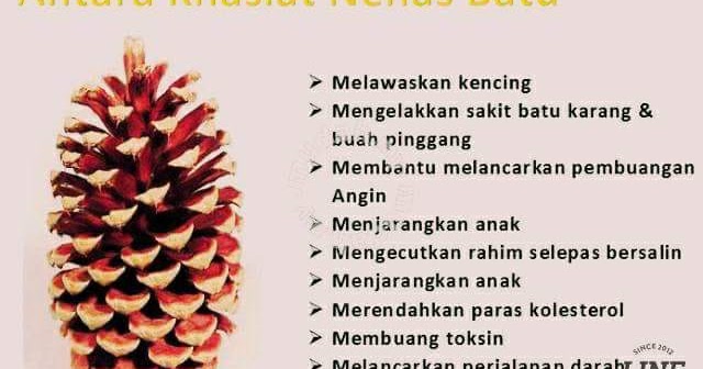 Rawatan Herba Dan Pemakanan: Nenas Batu Untuk Kesihatan 