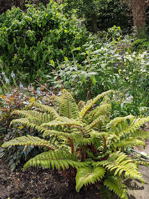 Japanes tassel fern