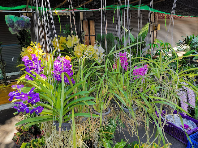 Vanda orchid in Chatuchak plant and flower market