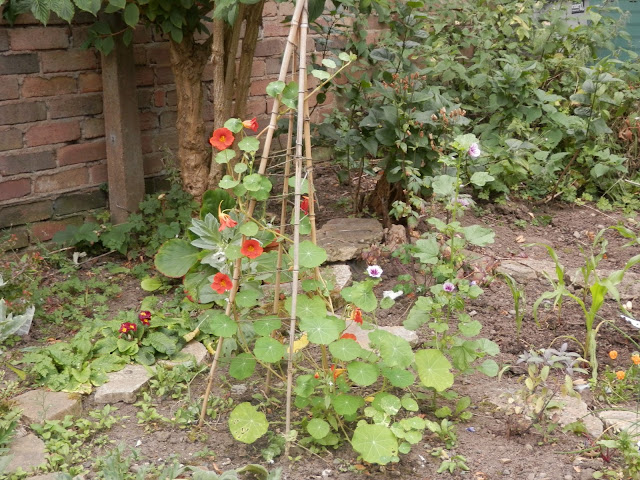 Diary of a suburban food garden, August 2016. secondhandsusie.blogspot.com #garden #suburbangarden #polyculture #vegetablegarden #fruitgarden