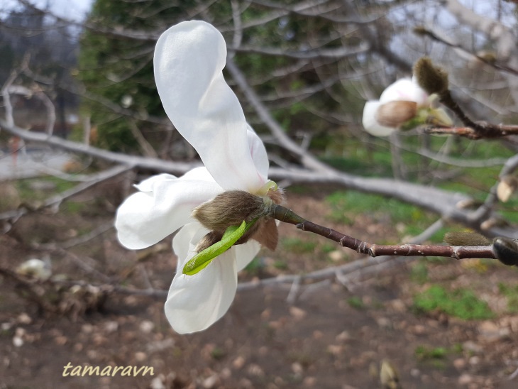 Магнолия Лёбнера (Magnolia × loebneri)