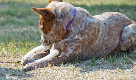 durable flavor-infused nylon chew bone with flavored center