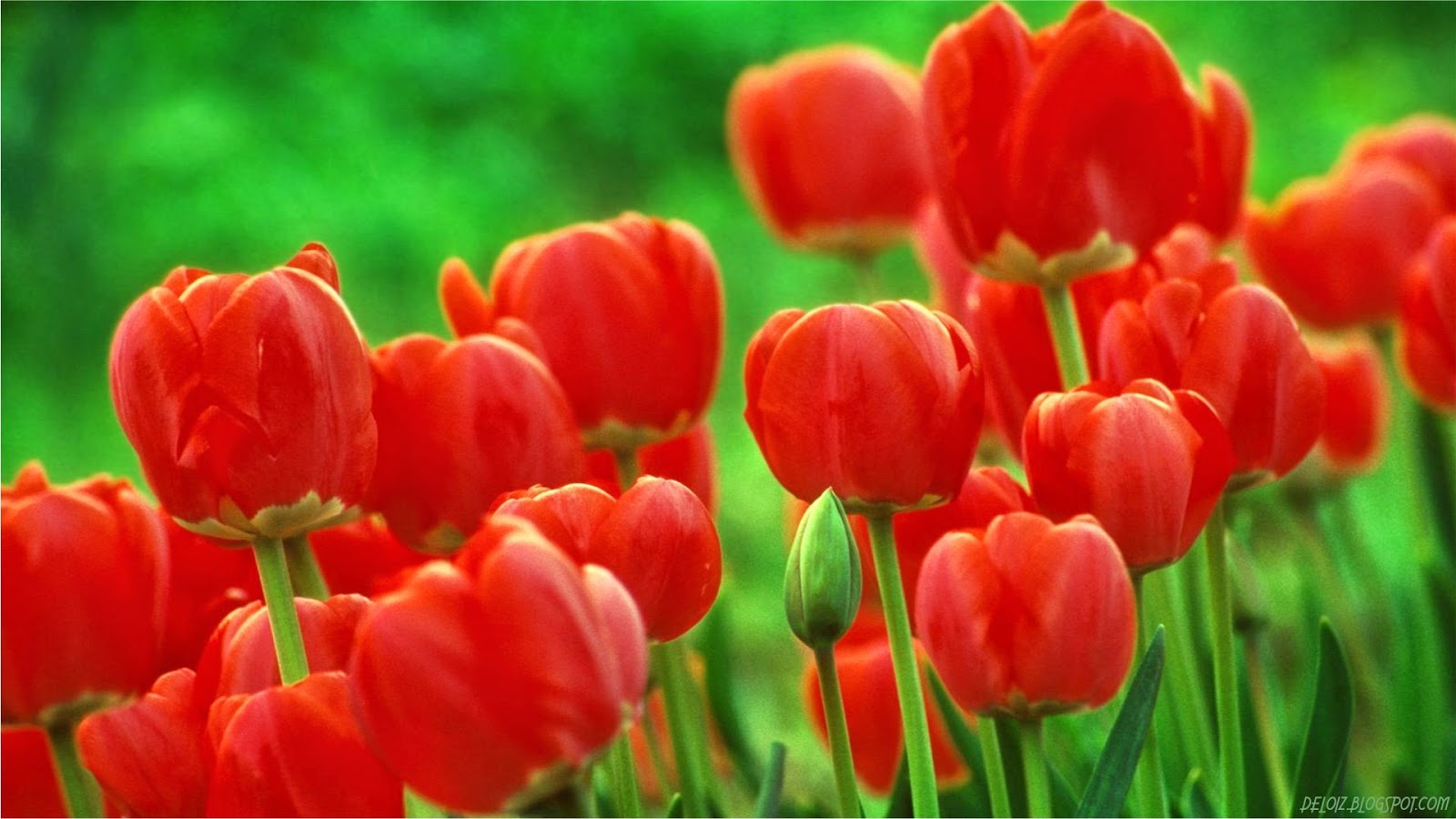  Wallpaper  Bunga  Tulip Merah  Deloiz Wallpaper 