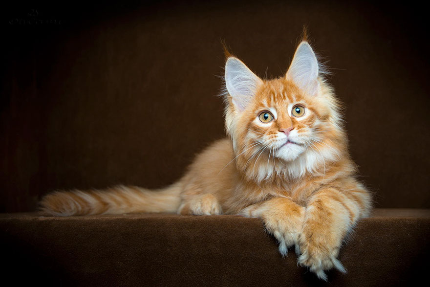 65 Breathtaking Pictures Of Maine Coons, The Largest Cats In The World