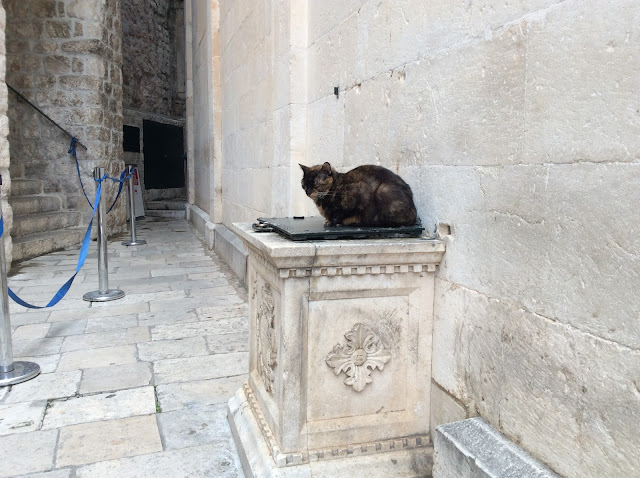 クロアチアの港町・ドブロブニクの猫