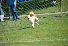 stupid lure coursing pictures