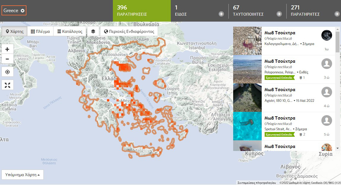 Όταν είναι νεαρή το χρώμα της είναι πορτοκαλό – καφέ και όταν ενηλικιώνεται παίρνει αυτό το έντονο πορφυρό-μωβ χρώμα.