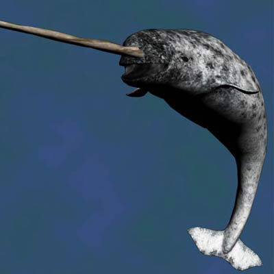 獨角鯨 - 獨角鯨 Narwhal