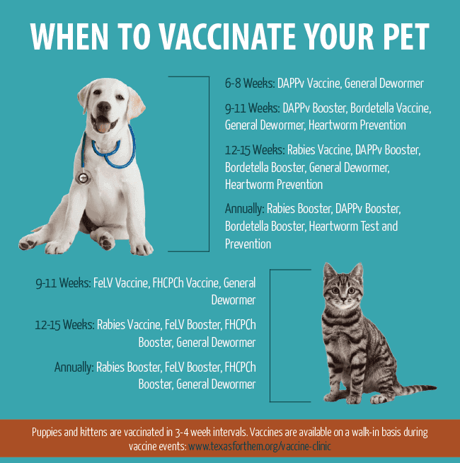 PET DOGS/CATS, WHAT VACCINE YOU SHOULD GIVE?