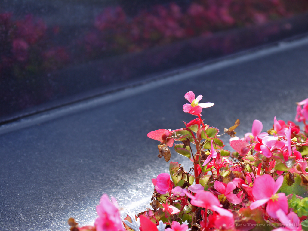 Fond d'écran OCTOBRE 2012, avec et sans calendrier - Fleurs roses (photo sept. 2012)