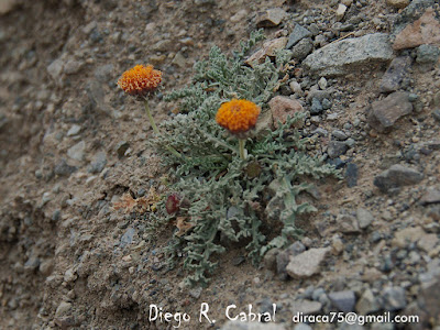 Gaillardia tontalensis