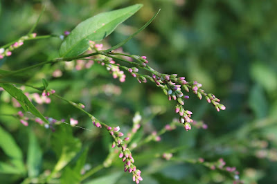 Zachte Duizendknoop - Sêfte Readskonk - Persicaria mitis