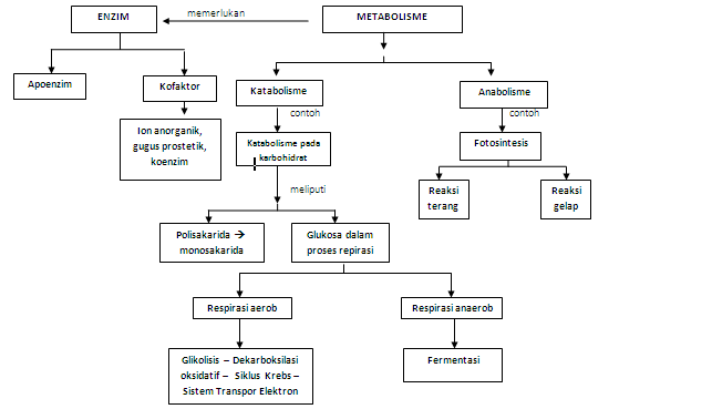 I ♥ BIOLOGY: METABOLISME