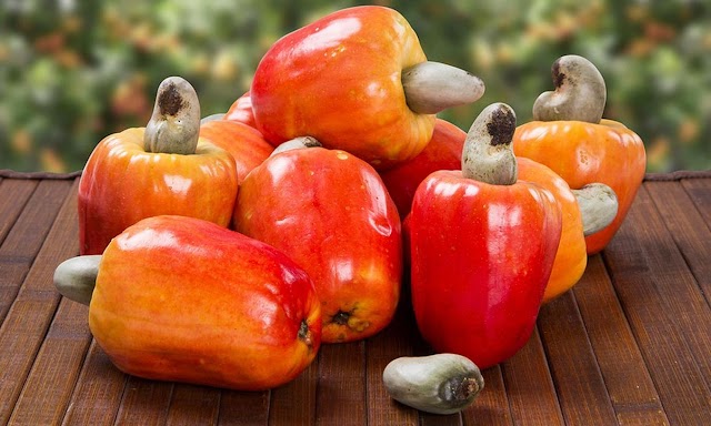Cashew Festival in Tecoluca, San Vicente.
