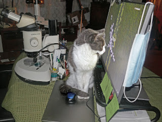 Spackle Puss (the cat) 34 (with computer & microscope 2020)