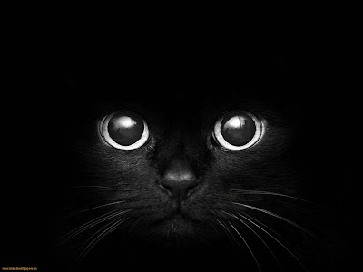 Cat Eyes Black Cats Eyes Wallpaper