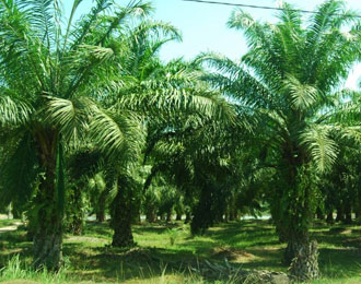 Kelap Sawit on Kelapa Sawit Potensi Bisnis Perkebunan Kalimantan   Plantation