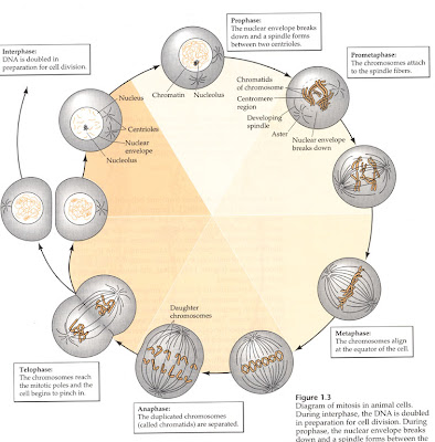 steps of mitosis. These are the steps of mitosis