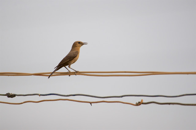 Brown rock chat or Indian chat (शमा) - Oenanthe fusca