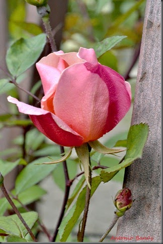 Mutabilis_DSC7460x1
