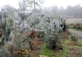 Spiders' webs on gorse, Hayes Common, 8 October 2010.