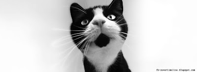 Black and White Cats Image Timeline