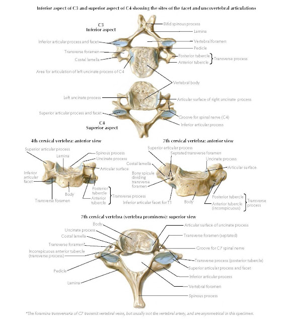 Cervical Vertebrae (continued) Anatomy