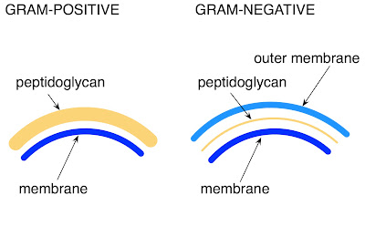 Resultado de imagen para gram stain