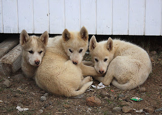 siberian husky puppies, different breeds of dogs pictures