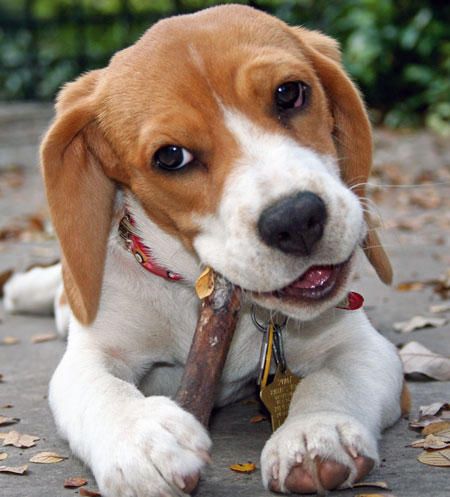 Top 5 Breeds That Love To Chew