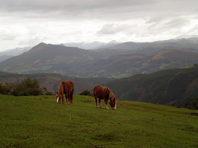 caballos en medio del paisaje inmenso