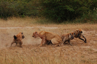 tiger fighting with hyenas