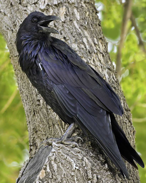 Raven Bird Photos