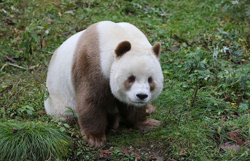 The World’s Only Brown Panda Who Was Abandoned As A Baby, Finally Finds Happiness - The motherless panda has always been different, so other pandas would steal his food, making his childhood really tough