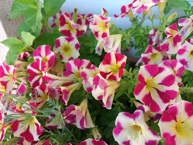 Surfinia o petunia péndula (Petunia x atkinsiana).