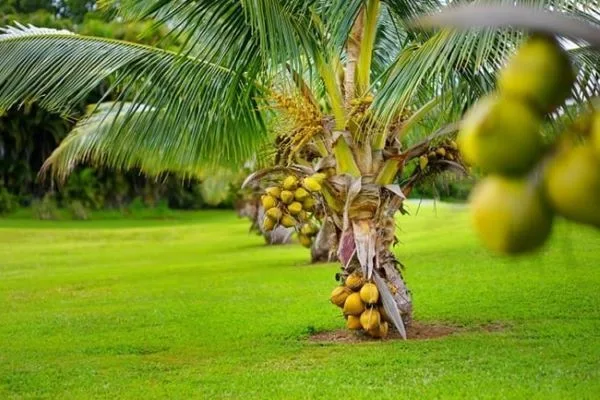 Dicas e cuidados sobre o Coco ou Cocos nucifera