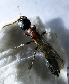 Alate gyne of Tetraponera rufonigra