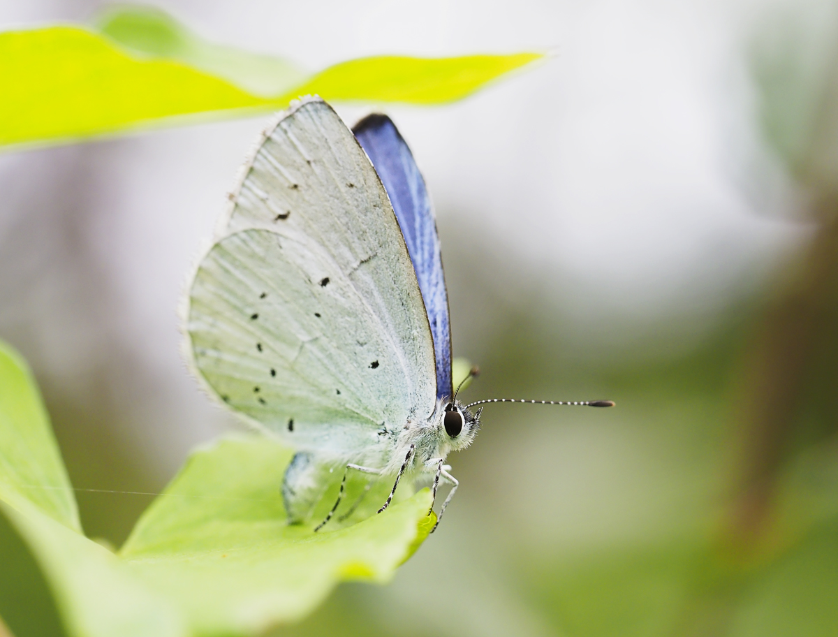 Celastrina Argiolus